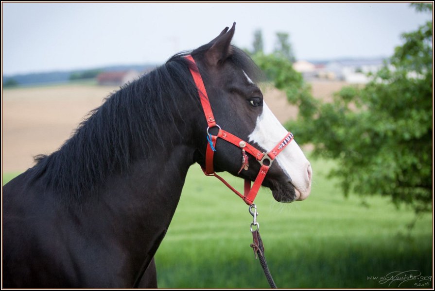 Asbach Fohlenshow 2014 117